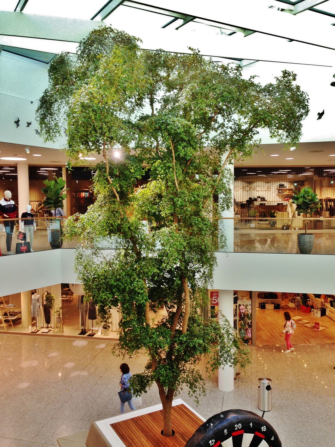 Innenraum Baum Bucida Luxembourg kaufen shopping mall