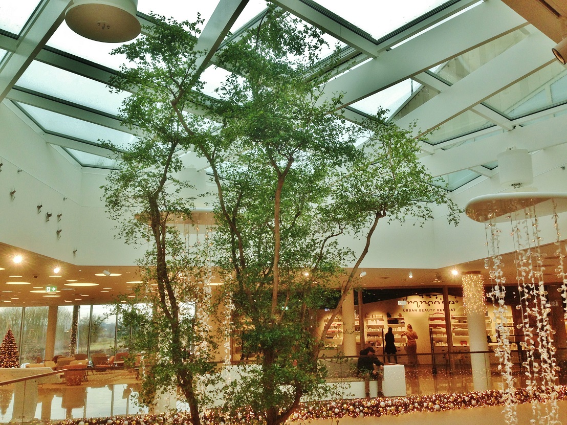 Bucida buceras baum luxembourg shopping mall concorde online kaufen