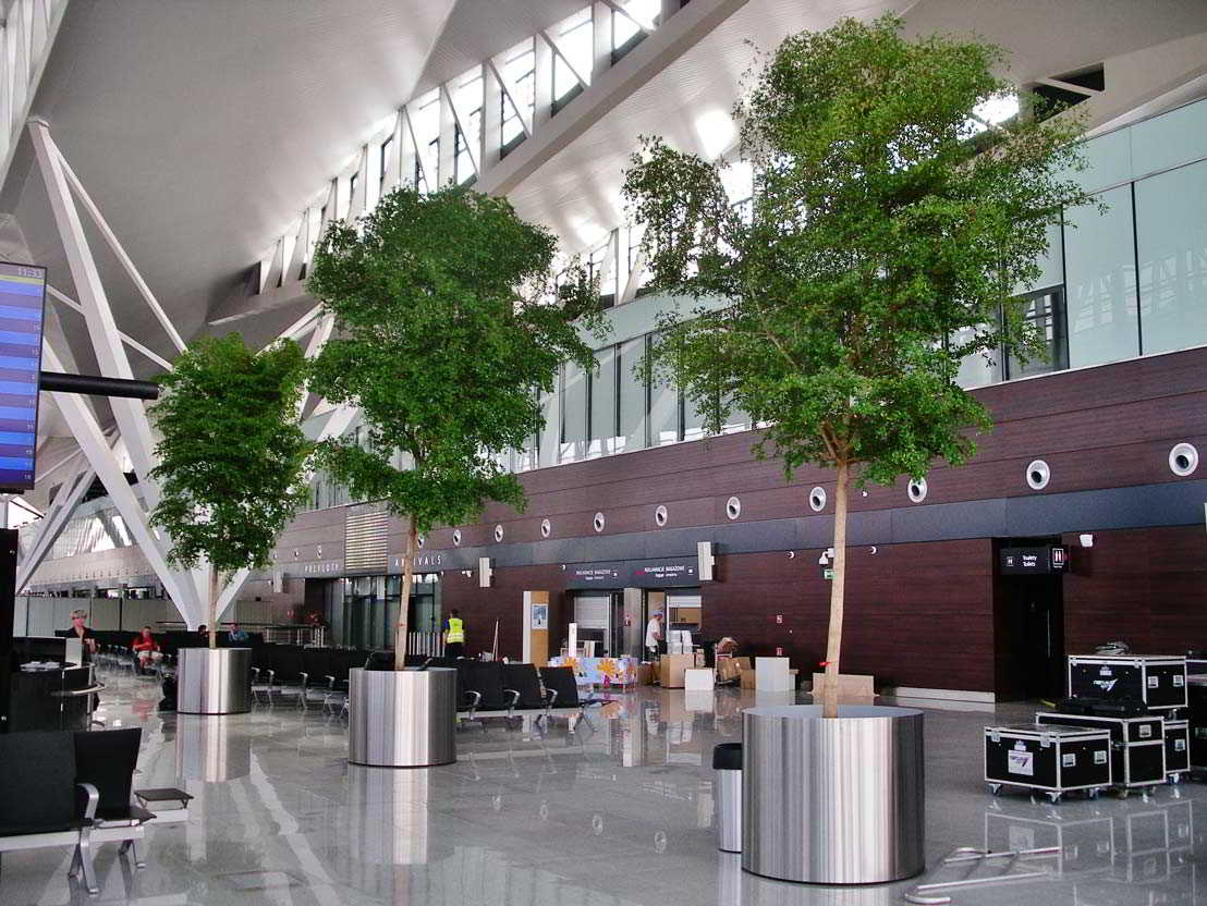 Bucida buceras terminal flughafen airport